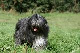 TERRIER DU TIBET 245